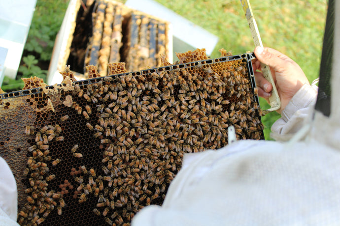 Why we Love Beekeeping